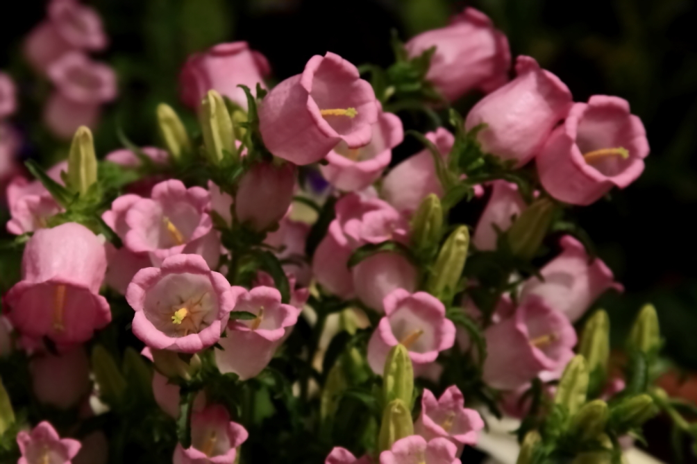 2011 04 26 IMG 28919e